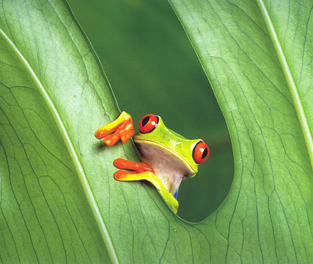 Get Your Frog On Agalychnis Callidryas