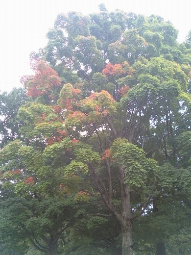 [Tree_new_fall_color_sm.jpg]