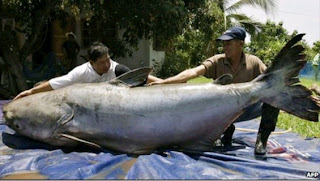 Ikan Lele Raksasa Ditemukan di Sungai Mekong