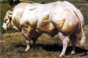 sem-miostatina2-300x200.jpg
