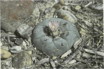 Fig. 1 - Peyote (Lophophora williamsii) in habitat on Las Islas Ranch, Starr County, Texas