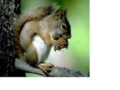 Love Animals