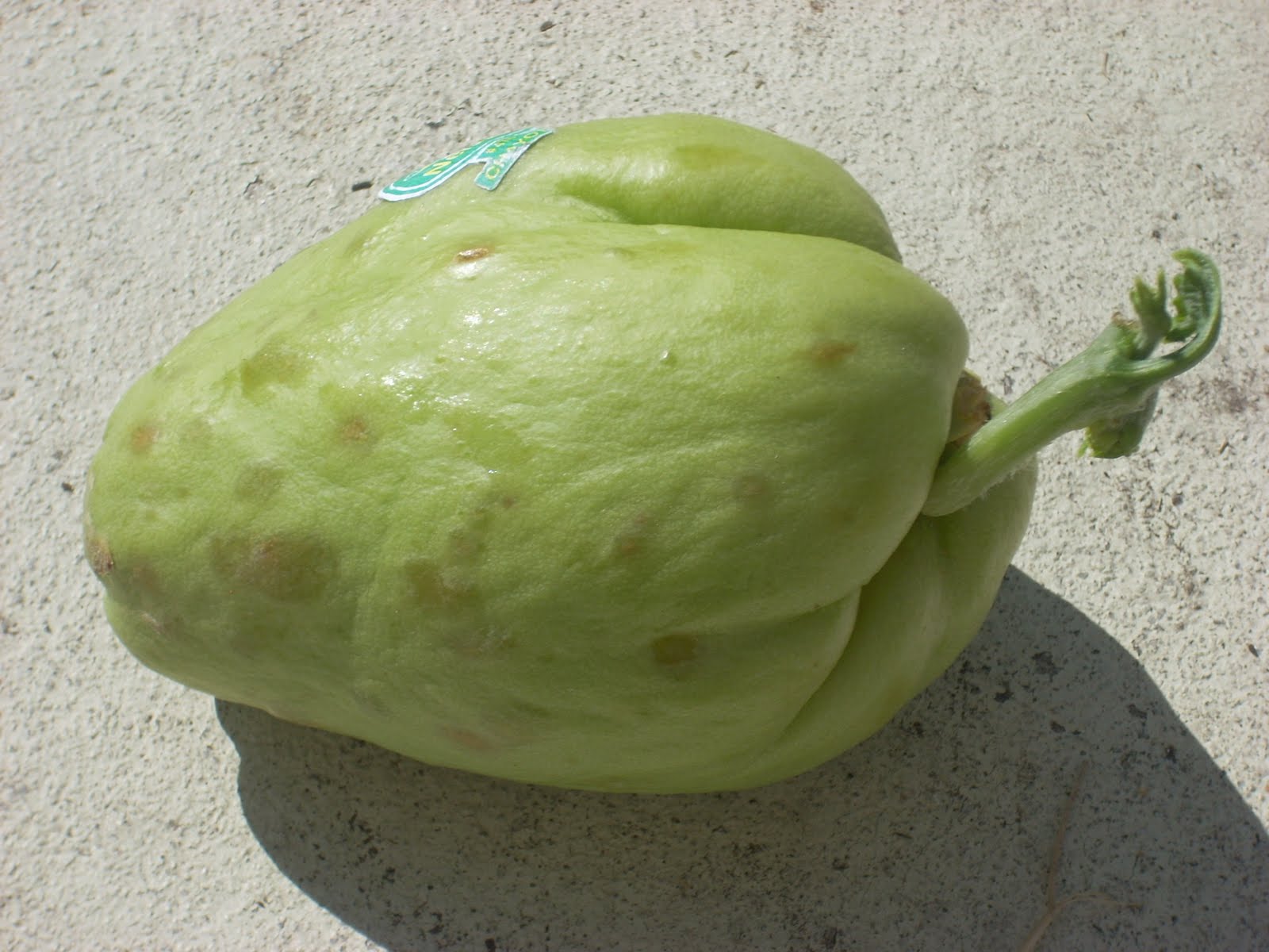 [Sprouting+chayote.jpg]