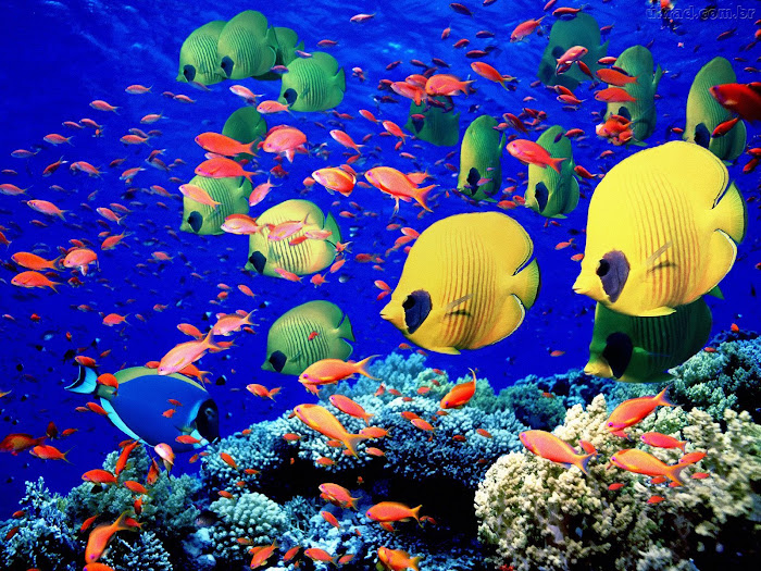 Os Peixes