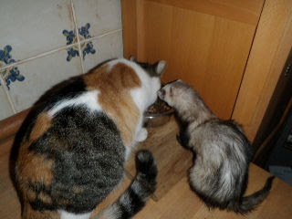[blog+zoo+stink+pook+kiss.JPG]