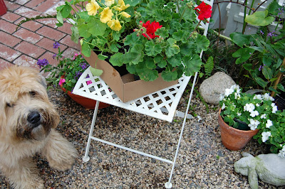 Geraniums - Geraniums ~ Great Beautiful Garden