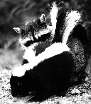 Perfume Shrine: Musk Series 1: A Cultural Perception of Musk