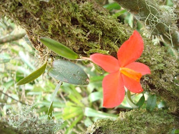 Orquídaceas