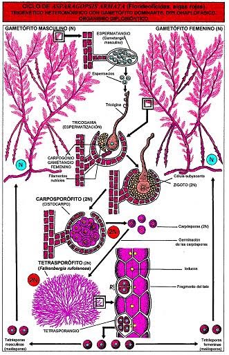 Схема красных водорослей. Жизненный цикл красных водорослей. Красная водоросль порфира жизненный цикл. Жизненный цикл порфиры схема. Жизненный цикл красных водорослей схема.