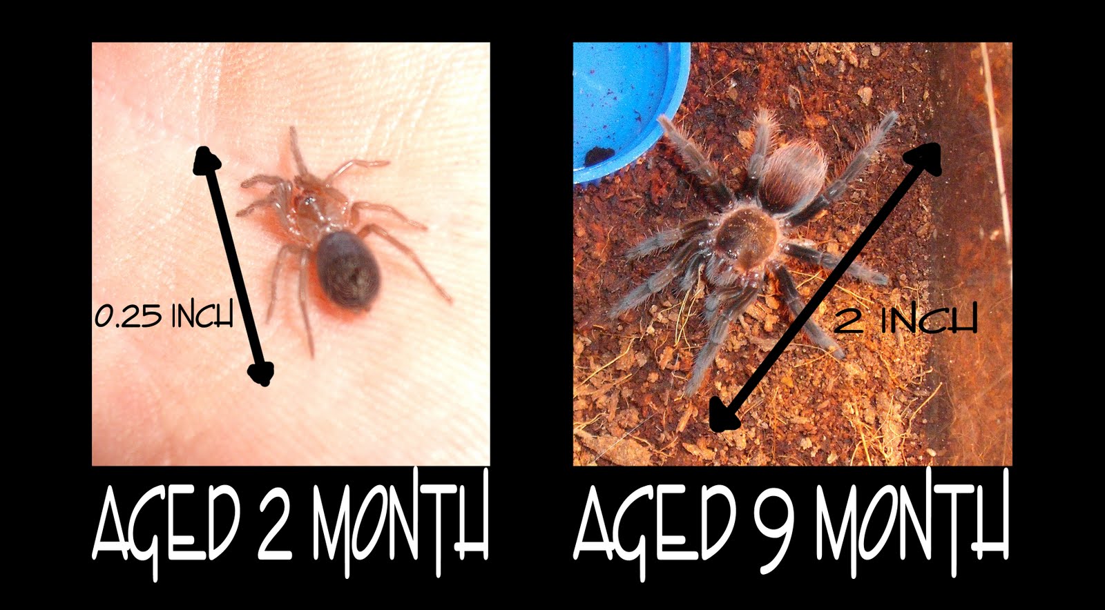 My Tarantulas B.Vagans Growth Rate.