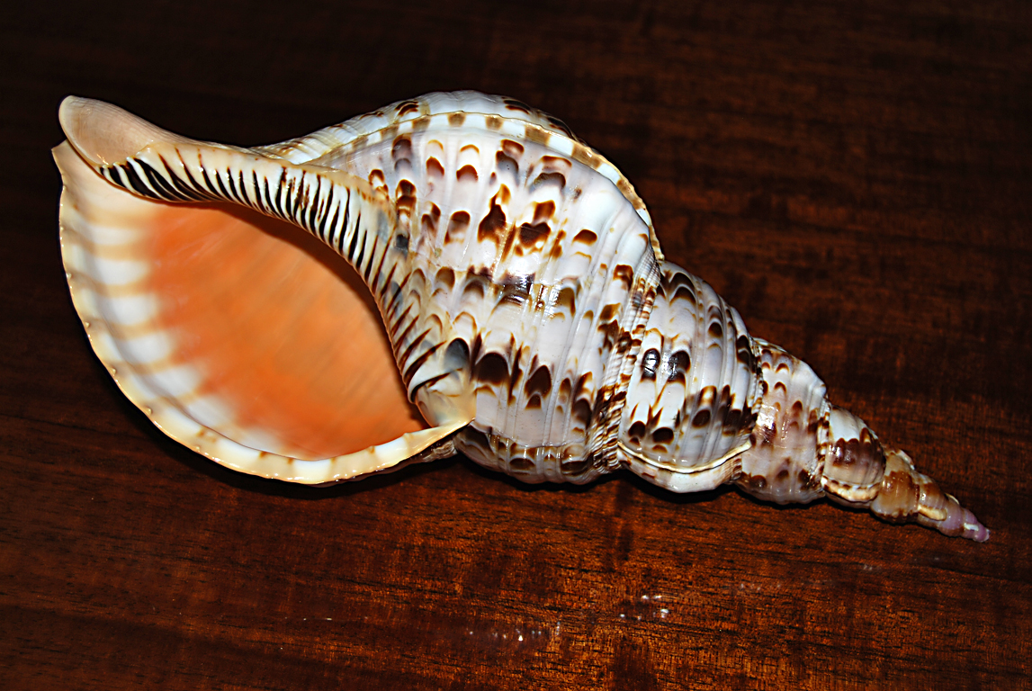 У каких животных есть раковина. Харония Тритон. Моллюск Харония Тритон. Гигантский Тритон моллюск. Харония Тритонис раковина.