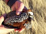 Mearn's Quail