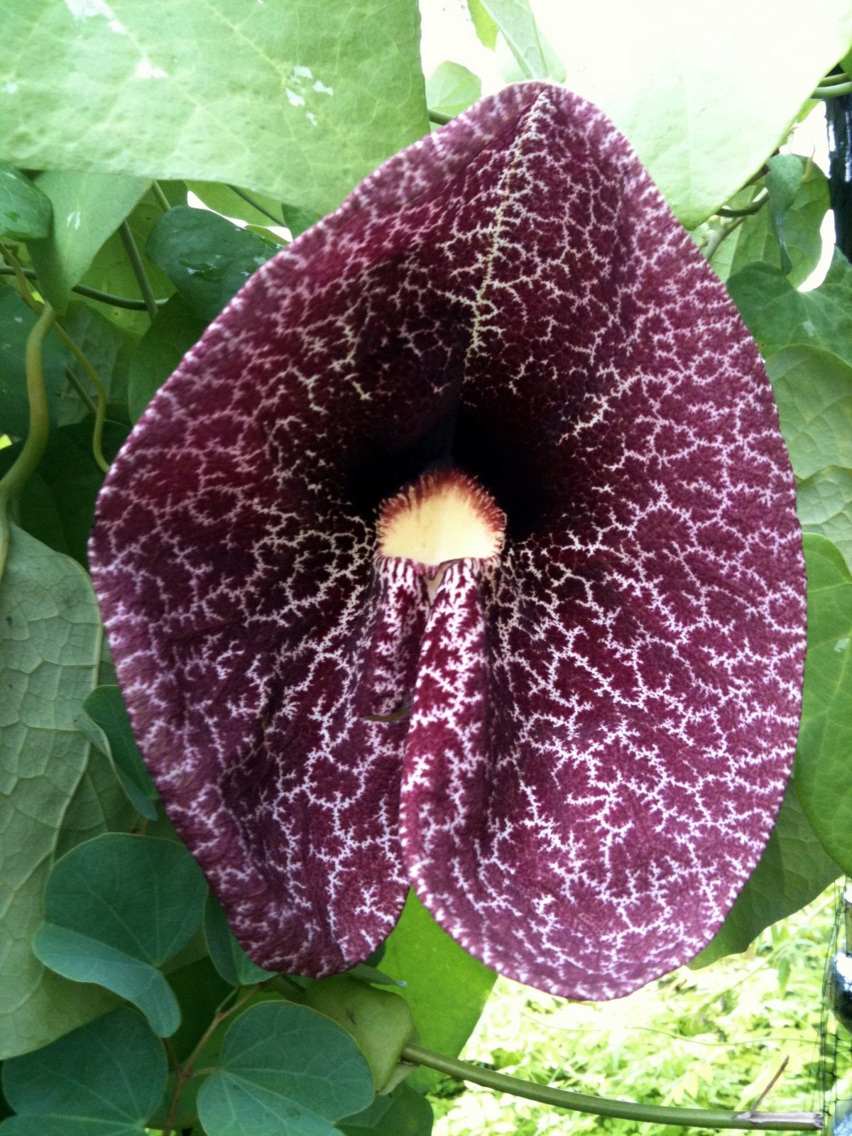 Decisive Moments Strange plants at the Smithsonian