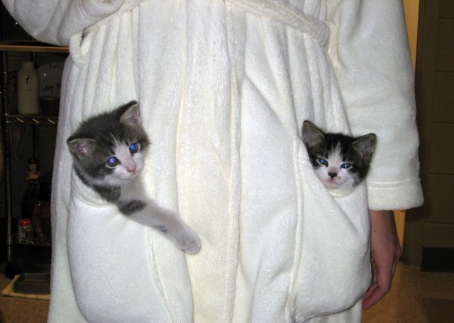 [gatos20080328_26.jpg]