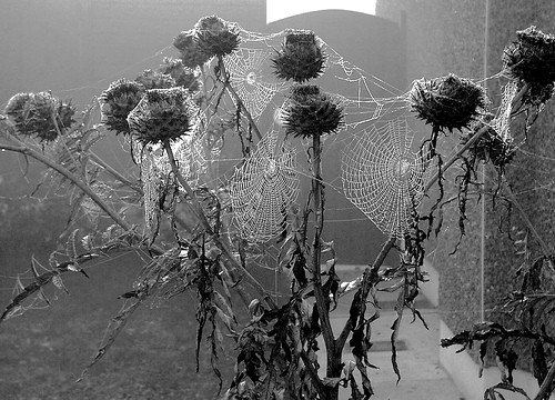 [spiderweb-1752.jpg]