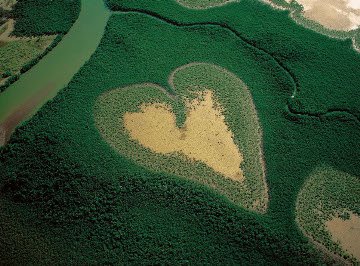 [heart_shaped_mangrove.jpg]