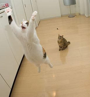 [pulo+do+gato.jpg]
