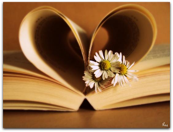 fotos apaixonadas amor coração