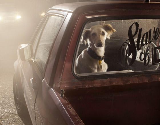 martin usborne cachorros cães silêncio dentro carro