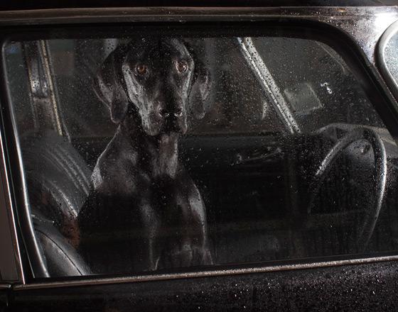 martin usborne cachorros cães silêncio dentro carro