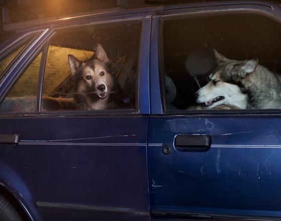 martin usborne cachorros cães silêncio dentro carro