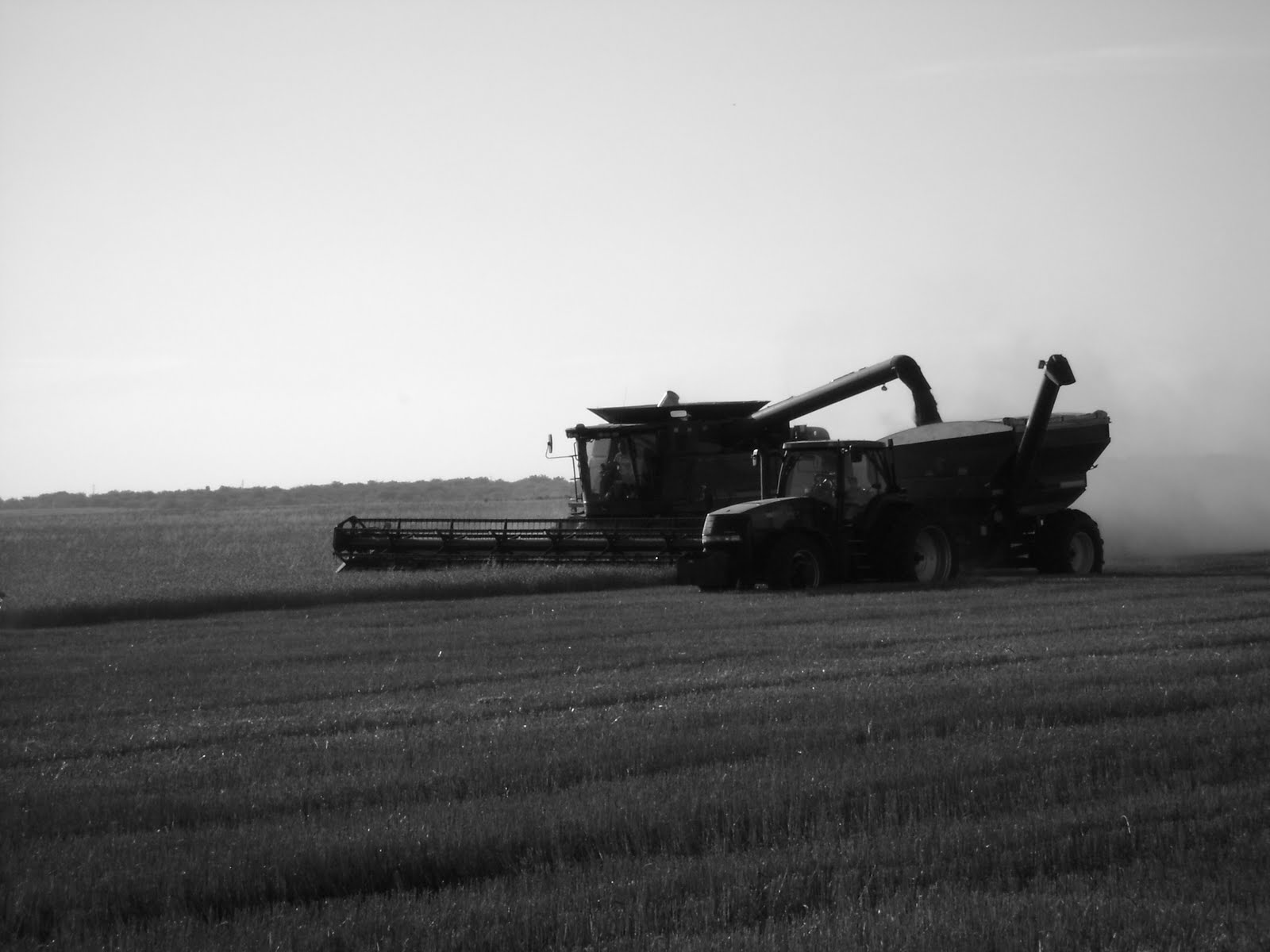 On the Road with Melchert Harvesting Combining Wheat