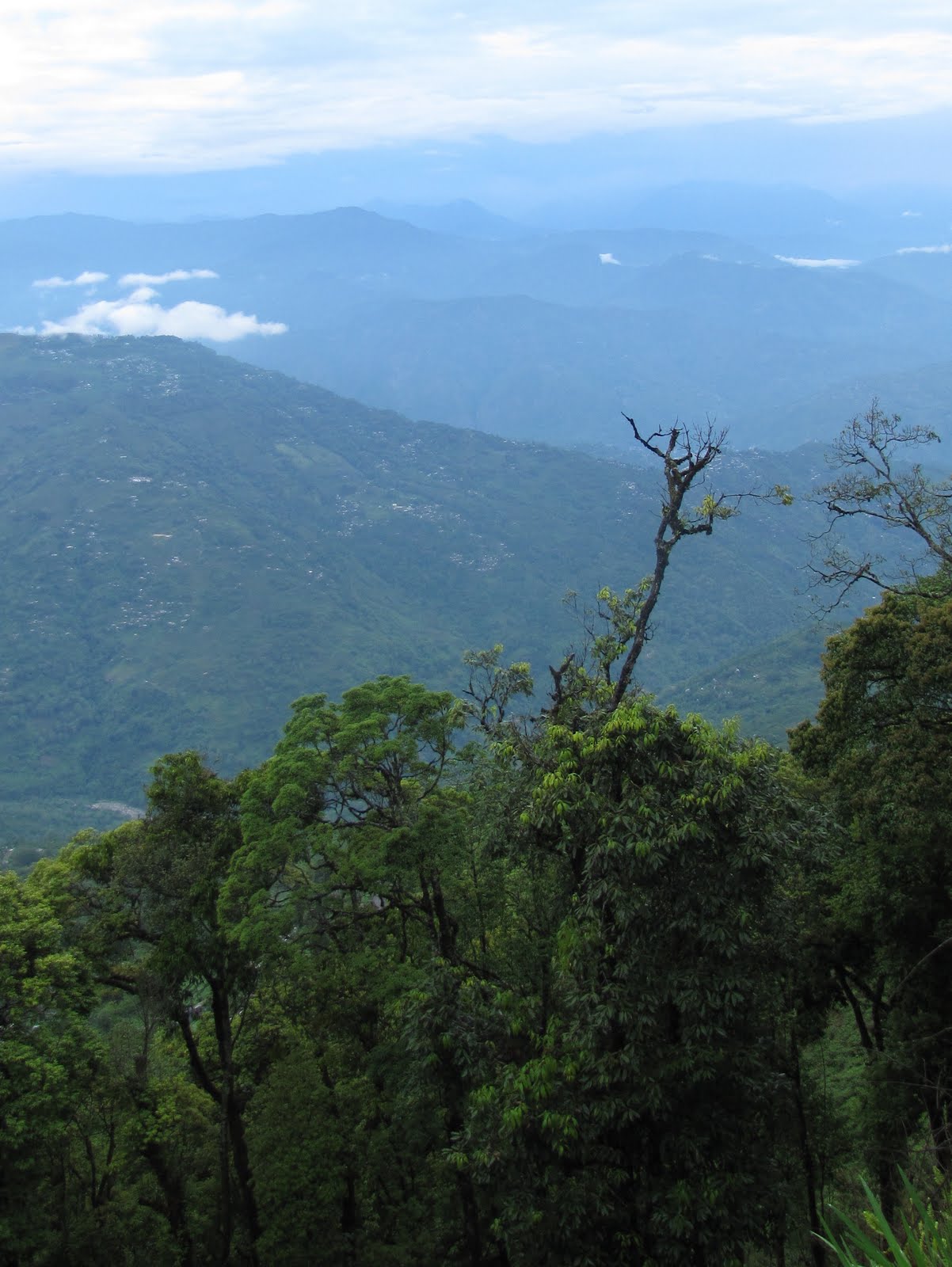The Ardent Traveler Glenburn Tea Estate, Darjeeling, India