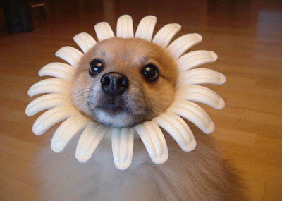 dog_flower%5B1%5D.jpg