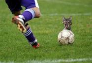 Funny Cat Expressions on Football Field