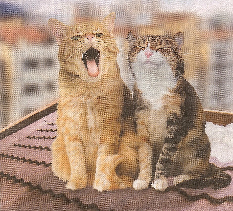Котята кошки поют. Поющие коты. Кот поет. Два кота. Котенок поет.