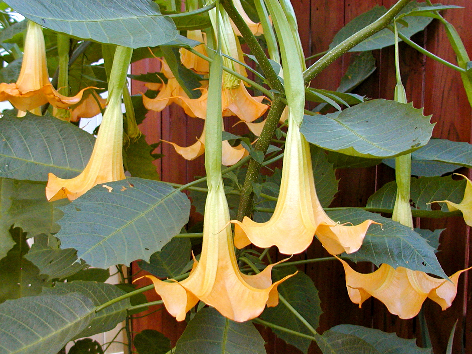 Gene's Garden: Angel's Trumpet