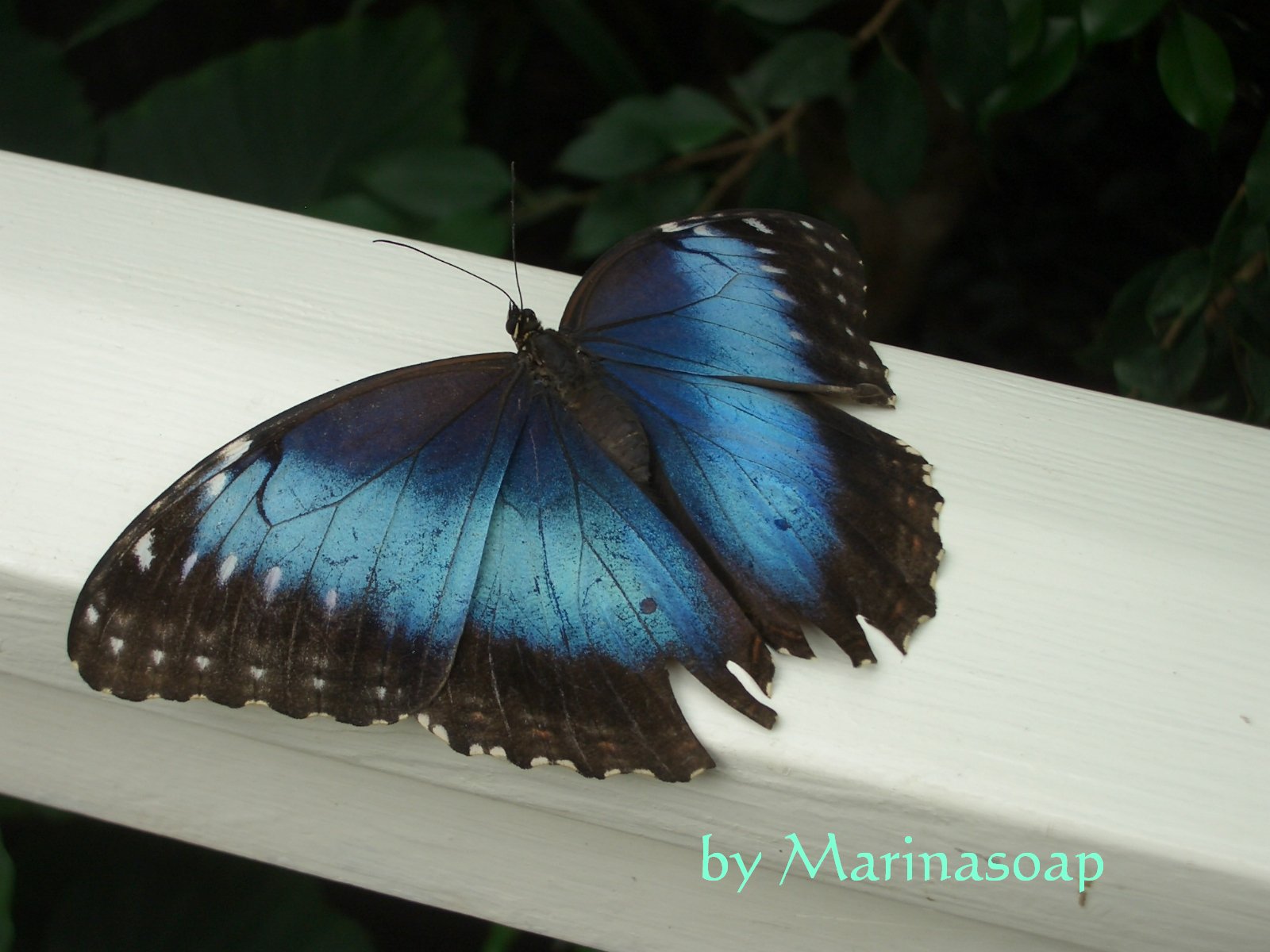Marinasoap Seife Wellness Und Badezeugs Garten Der