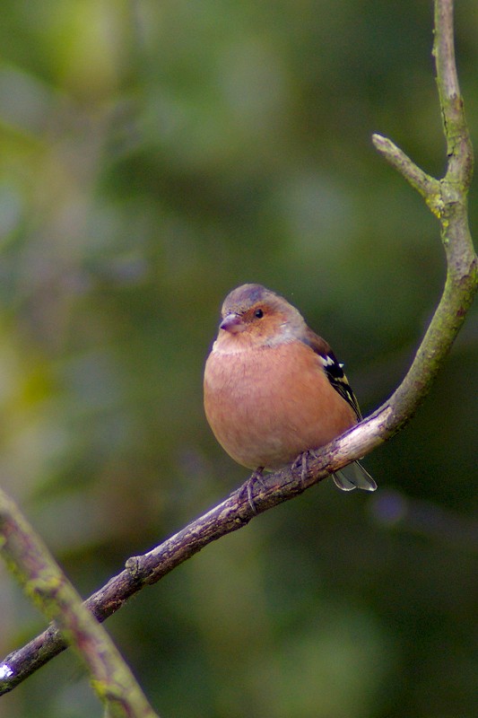 [070923+-+Chaffinch+at+Draycote+for+web.jpg]