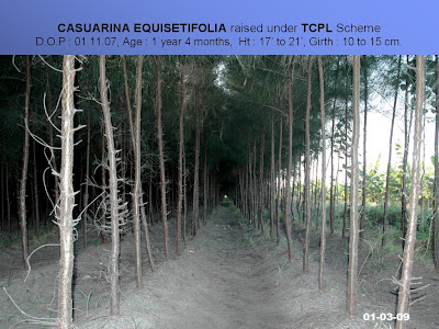 agroforestry-a-blog-on-agrihortisilviculture-may-2009