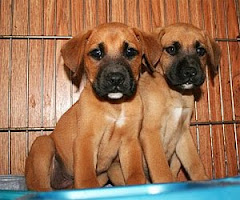 5/10/10 Boxer Lovers, these boxers and boxer mixes need you.