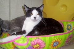 11/10/09 Toulouse is one of the cats who needs  a rescue or purson to call his own. Urgent Ky