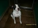 7/20/10 Washington IN Shelter. Vetting & Tranport  Help Available