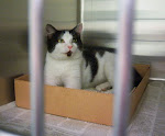 2/7/11 Picasso Friendly Young Cat- LAST CHANCE KILL SHELTER GA. "Barrow is rescue friendly and out-