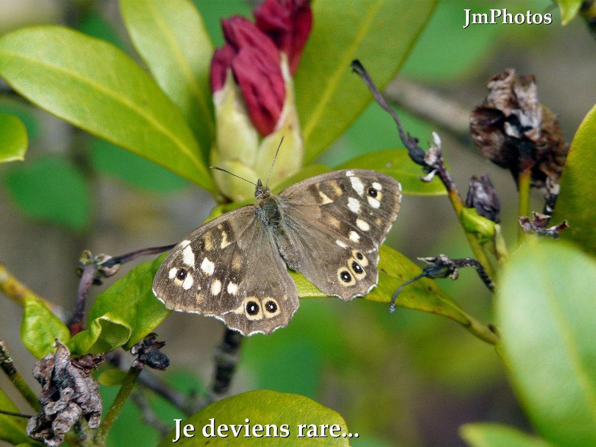 [Je+deviens+rare+Papillon_édité.jpg]