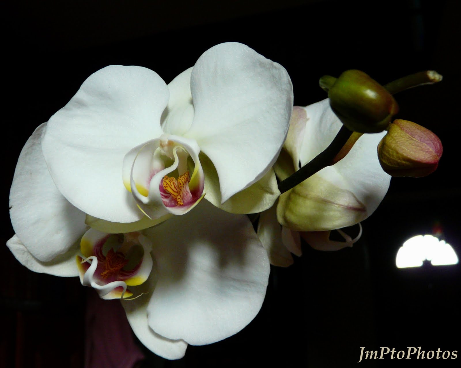 [Orchidée+blanche.jpg]