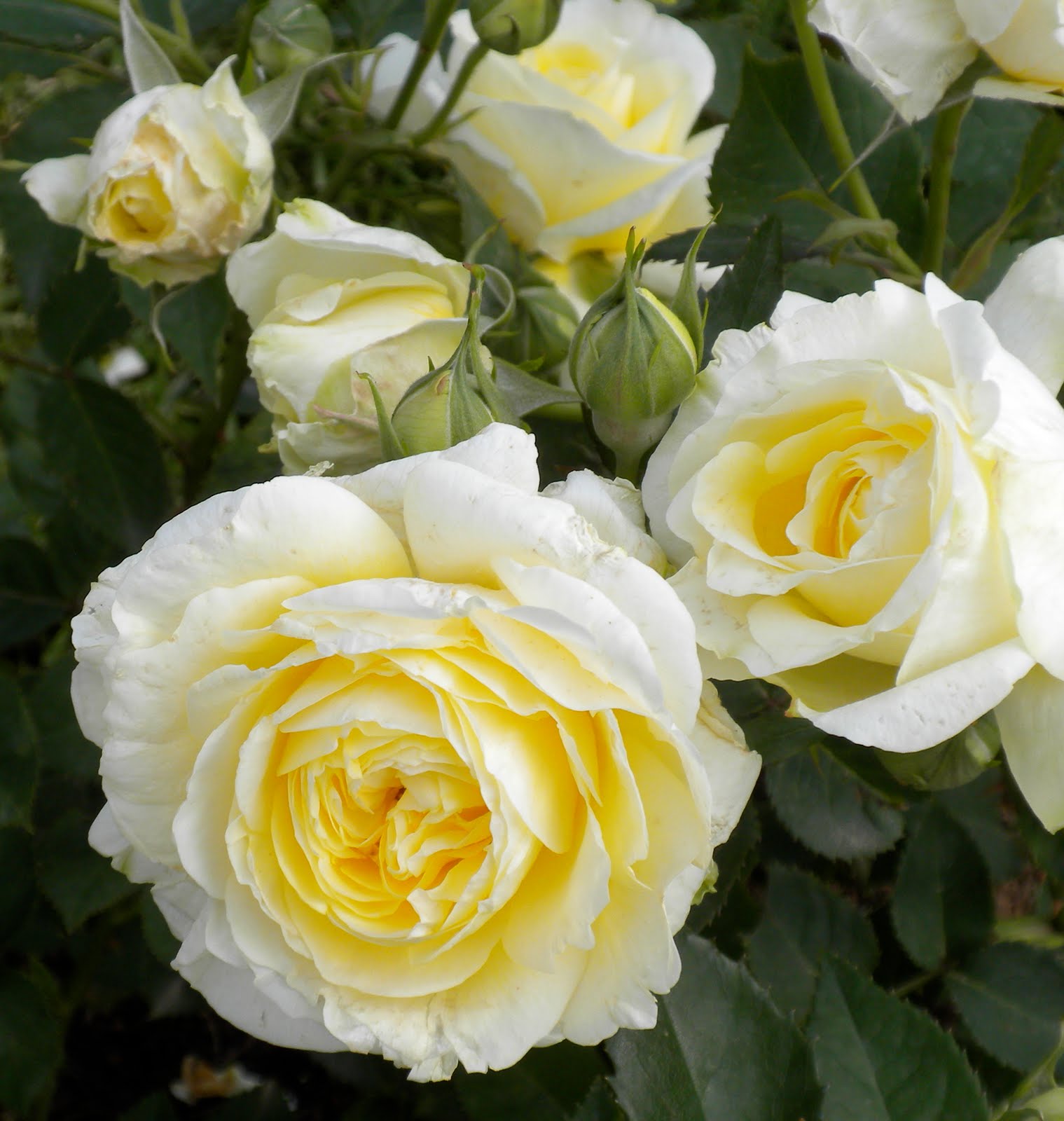 AMOROMA: ROSETO - Rome Rose Garden