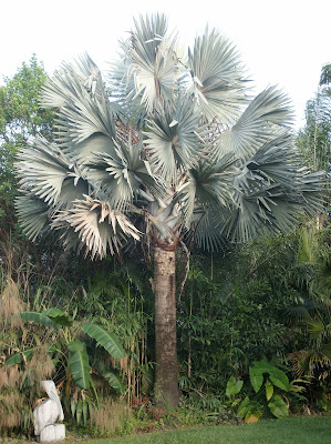 palm silver tree bismarck bismarckia nobilis