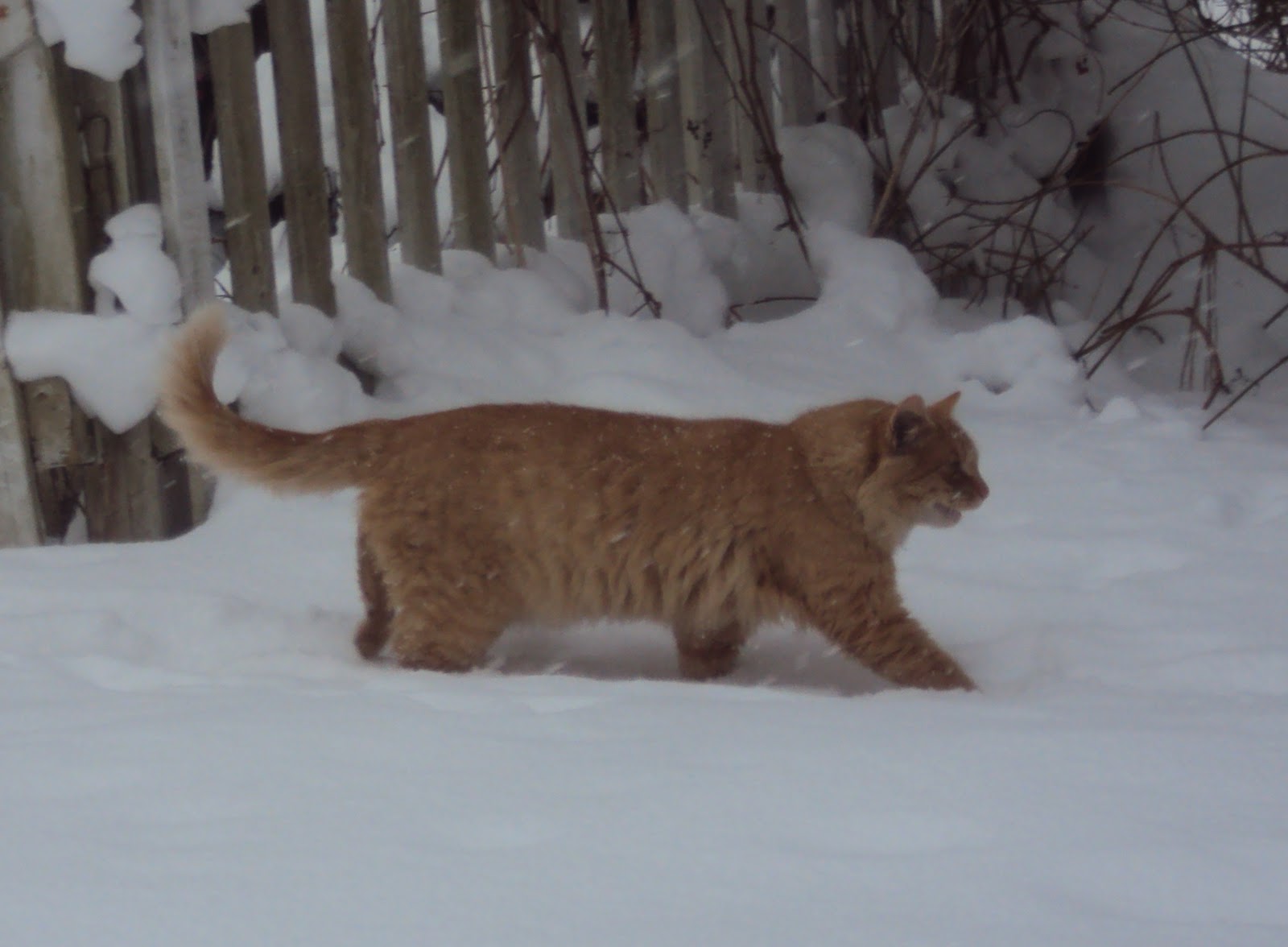 THE SKOOG FARM JOURNAL CATS AND DOGS AND SNOW....