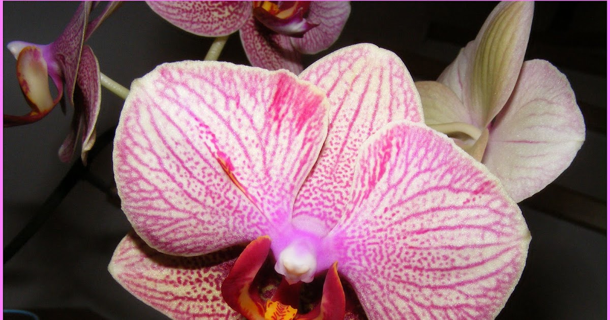 Hana Ya Dezember 2015