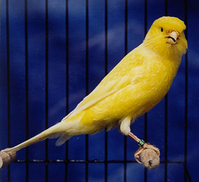 Gençlik Aklı Kanarya