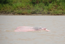 Pink Dolphins