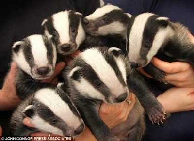 http://1.bp.blogspot.com/_0LN0o26eVUI/SfEVxMXVkaI/AAAAAAAABgk/FsptPhz3VV0/s400/badger+babies.jpg