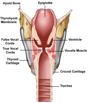 Diagram Of The Human Throat 89