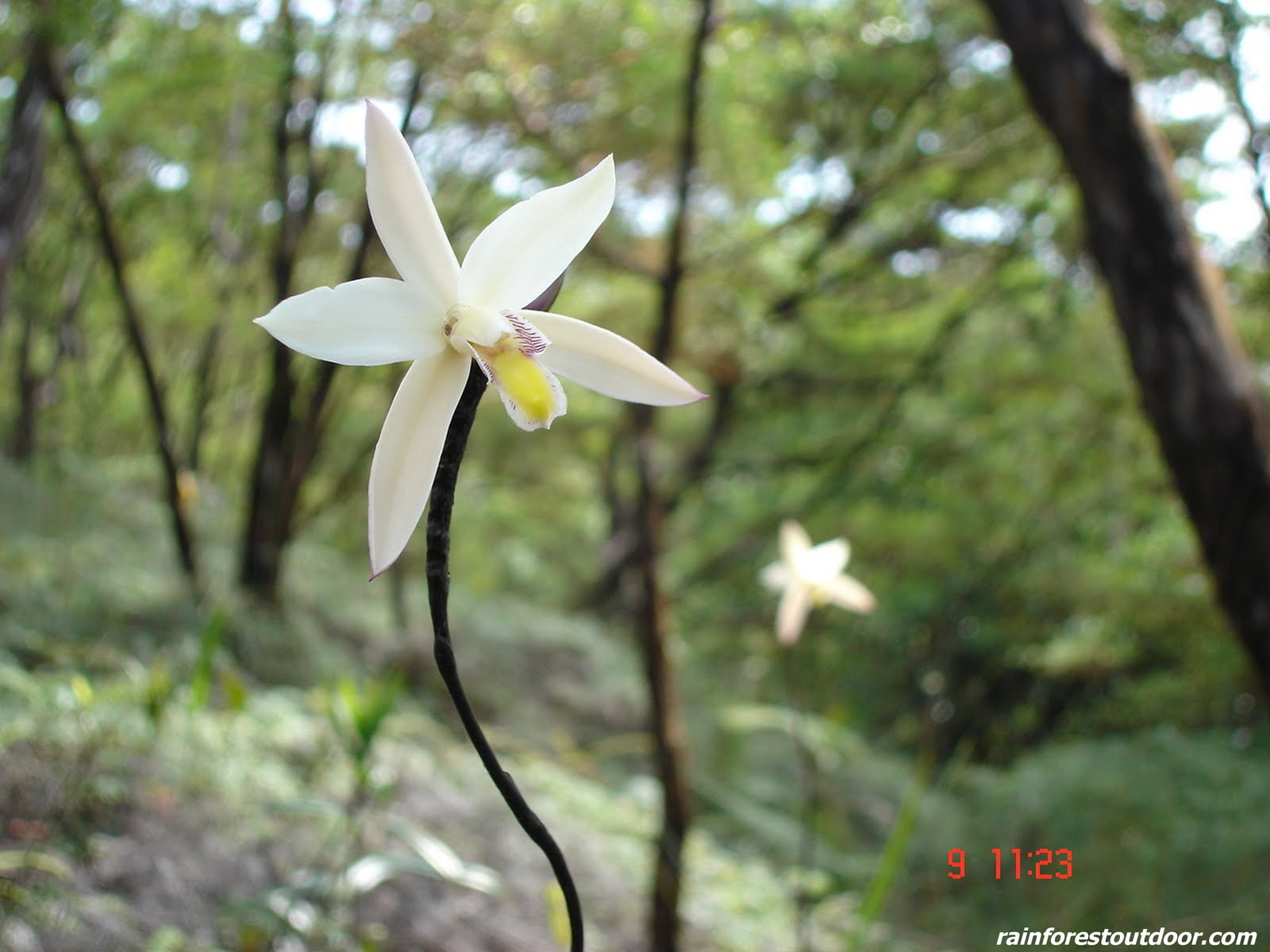 http://1.bp.blogspot.com/_0Pe-fAsXjvU/S__8uuDNCOI/AAAAAAAAAkY/jYP5amoDQN0/s1600/white+orchid.jpg
