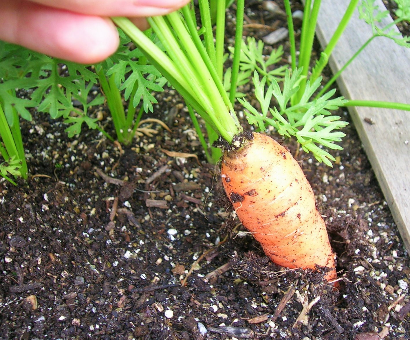 animalfriendly eating my spring seed schedule part one